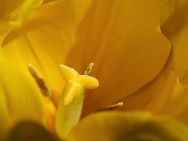 Comment vivre une immersion dans la culture des Maasaï au Kenya ?